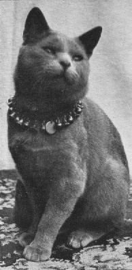 Русский голубой кот Боярд (Boyard)