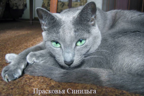 Русская голубая кошка (Киев)