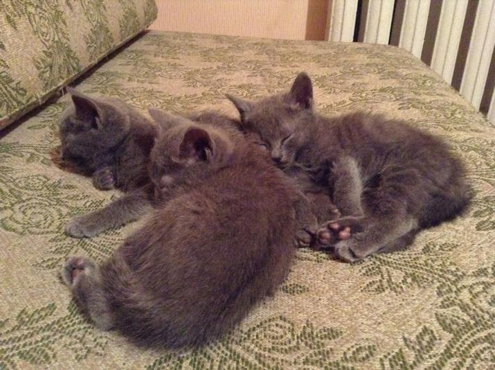 Все маленькие, и не котята, много спят
