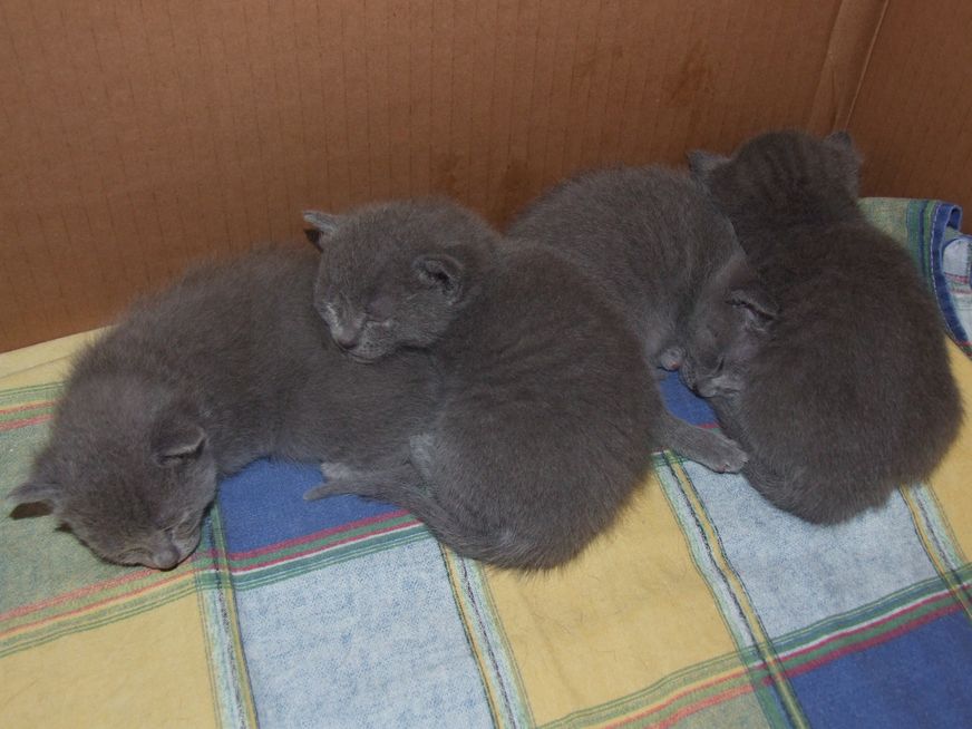 01 Kittens 1