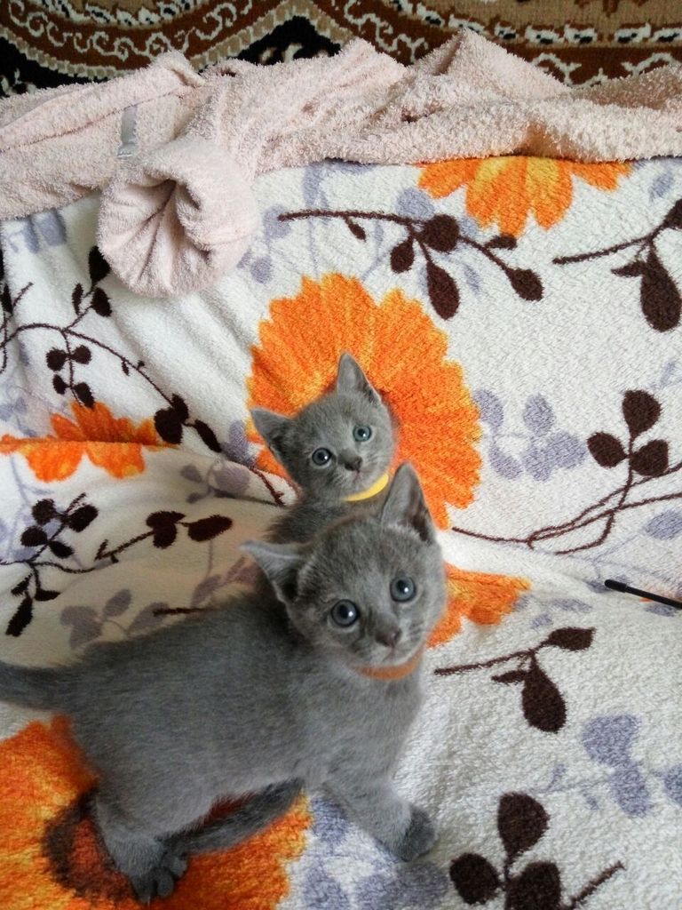 02 Kittens