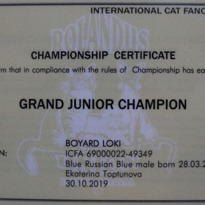 Grand Junior Champion